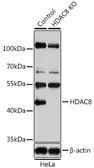Anti-HDAC8 antibody used in Western Blot (WB). GTX57746