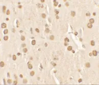 Anti-NUCB2 antibody used in IHC (Paraffin sections) (IHC-P). GTX57755