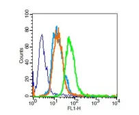 Anti-PPAR gamma antibody used in Flow cytometry (FACS). GTX57756