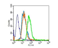 Anti-PPAR gamma antibody used in Flow cytometry (FCM). GTX57756