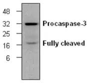 Anti-Caspase 3 antibody [C33] used in Western Blot (WB). GTX59551