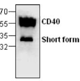 Anti-CD40 antibody used in Western Blot (WB). GTX59620