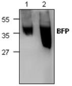 Anti-BFP antibody used in Western Blot (WB). GTX59680