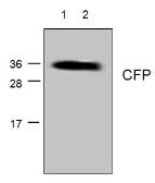 Anti-CFP antibody used in Western Blot (WB). GTX59717