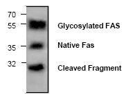 Anti-Fas antibody used in Western Blot (WB). GTX59734
