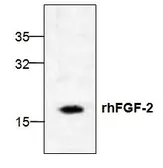 Anti-FGF2 antibody used in Western Blot (WB). GTX59736