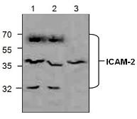 Anti-ICAM2 antibody used in Western Blot (WB). GTX59758