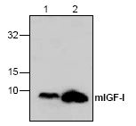Anti-IGF1 antibody used in Western Blot (WB). GTX59759