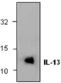 Anti-IL13 antibody used in Western Blot (WB). GTX59763