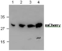 Anti-mCherry antibody used in Western Blot (WB). GTX59788