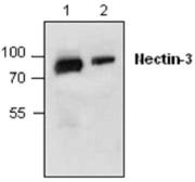 Anti-Nectin 3 antibody used in Western Blot (WB). GTX59801
