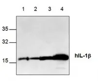 Anti-IL1 beta antibody used in Western Blot (WB). GTX59835