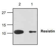 Anti-Resistin antibody used in Western Blot (WB). GTX59861