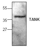 Anti-TANK antibody used in Western Blot (WB). GTX59886