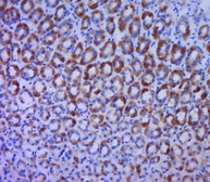 Anti-BTG1 antibody used in IHC (Paraffin sections) (IHC-P). GTX60192