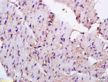 Anti-CD36 antibody used in IHC (Paraffin sections) (IHC-P). GTX60300