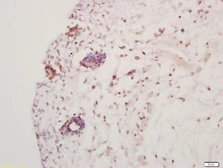 Anti-HES5 antibody used in IHC (Paraffin sections) (IHC-P). GTX60310