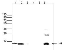 Anti-Histone H4 antibody - ChIP grade used in Western Blot (WB). GTX60345