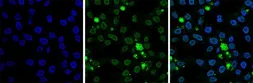 Anti-Histone H2B antibody - ChIP grade used in Immunocytochemistry/ Immunofluorescence (ICC/IF). GTX60346