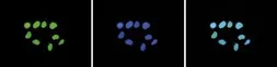 Anti-Histone H3K27me2 (Di-methyl Lys27) antibody - ChIP grade used in Immunocytochemistry/ Immunofluorescence (ICC/IF). GTX60351