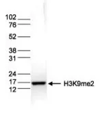 Anti-Histone H3K9me2 (Di-methyl Lys9) antibody - ChIP grade used in Western Blot (WB). GTX60357