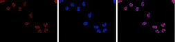 Anti-HDAC3 antibody [GT9007] used in Immunocytochemistry/ Immunofluorescence (ICC/IF). GTX60366