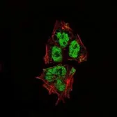 Anti-SOX2 antibody [10F10] used in Immunocytochemistry/ Immunofluorescence (ICC/IF). GTX60381