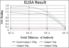Anti-Glycogen synthase 1 antibody [3A7] used in ELISA (ELISA). GTX60390