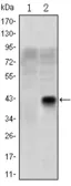 Anti-OLIG2 antibody [1G11] used in Western Blot (WB). GTX60398