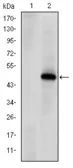 Anti-DNA-PKcs antibody [3H6] used in Western Blot (WB). GTX60401