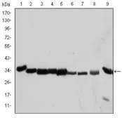 Anti-CDC2 antibody [5A6] used in Western Blot (WB). GTX60411