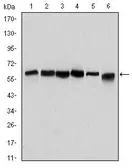 Anti-Beclin 1 antibody [2A4] used in Western Blot (WB). GTX60413