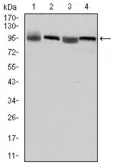 Anti-eEF2 antibody [5B6] used in Western Blot (WB). GTX60421