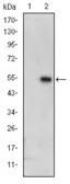 Anti-ERK3 antibody [4E8] used in Western Blot (WB). GTX60425