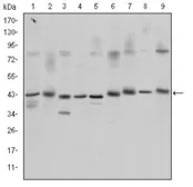 Anti-CREB antibody [5G3] used in Western Blot (WB). GTX60431