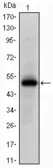 Anti-EphA10 antibody [2E8] used in Western Blot (WB). GTX60439