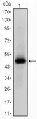 Anti-c-Myc antibody [7E10] used in Western Blot (WB). GTX60440