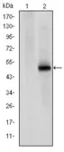 Anti-CDK9 antibody [1B5A7] used in Western Blot (WB). GTX60442