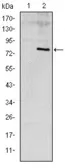 Anti-Apolipoprotein E antibody [1H4] used in Western Blot (WB). GTX60446