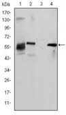 Anti-ABCG2 antibody [1H2] used in Western Blot (WB). GTX60450