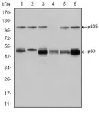 Anti-NFkB p105/p50 antibody [5D10] used in Western Blot (WB). GTX60455