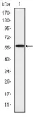 Anti-CrkL antibody [5E12] used in Western Blot (WB). GTX60462