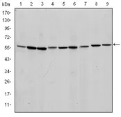 Anti-AIF antibody [4E7] used in Western Blot (WB). GTX60476