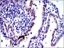 Anti-c-Jun antibody [5B1] used in IHC (Paraffin sections) (IHC-P). GTX60477