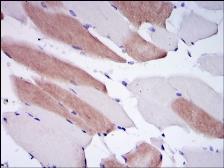 Anti-Lamin A antibody [4E7] used in IHC (Paraffin sections) (IHC-P). GTX60478