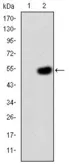 Anti-CRK antibody [3G11E8] used in Western Blot (WB). GTX60488