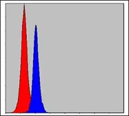 Anti-C/EBP beta antibody [3H9] used in Flow cytometry (FCM). GTX60489