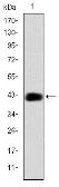 Anti-C/EBP beta antibody [3H9] used in Western Blot (WB). GTX60489
