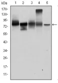 Anti-gamma Catenin antibody [4C12] used in Western Blot (WB). GTX60501