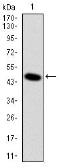 Anti-DLK1 antibody [3A10] used in Western Blot (WB). GTX60511